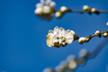 山桃花