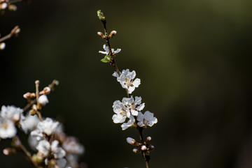 一支白花