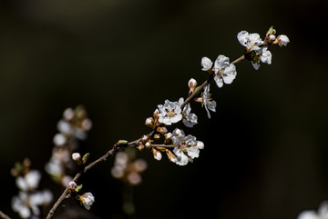 一支白花