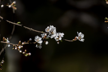 一支白花