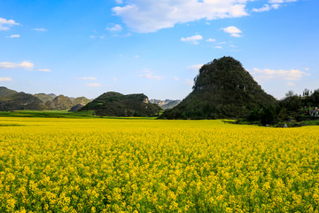 罗平金鸡峰丛油菜花海