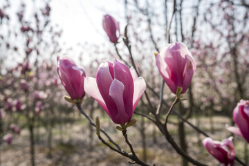 玉兰花