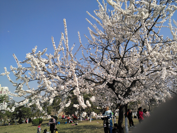 春日杏花