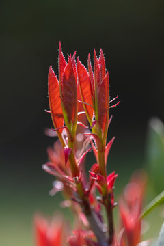 石楠嫩芽