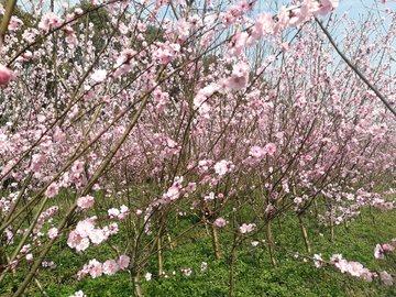 春天的花