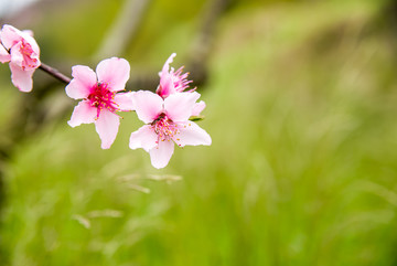 桃花