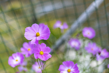 美丽新农村格桑花和万寿菊花