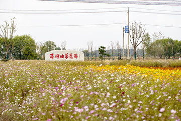 美丽新农村格桑花和万寿菊花