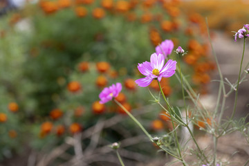 美丽新农村格桑花和万寿菊花田