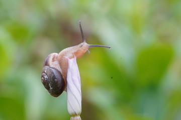 蜗牛与鲜花