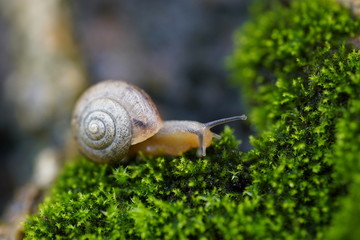 蜗牛苔藓