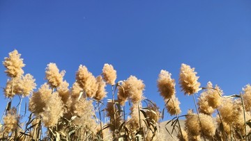 鸣沙山芦苇