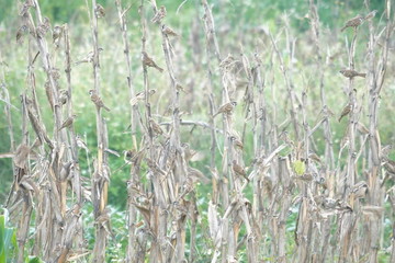 玉米地麻雀