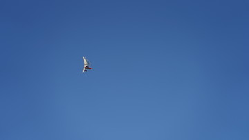 滑翔机与天空