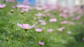 桑格花