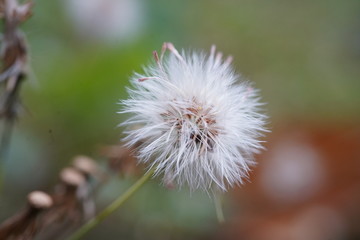 蒲公英特写