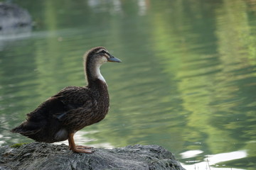 鸭子