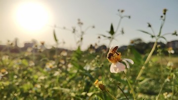 蜜蜂与鬼针草