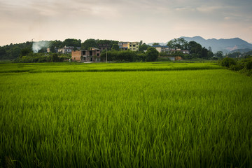 故乡田园