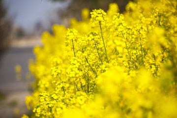 油菜花