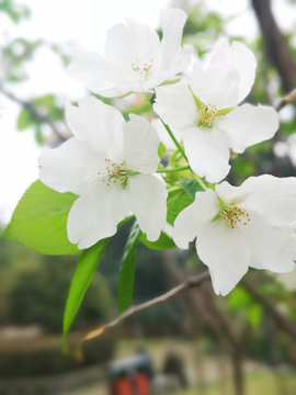 花卉摄影