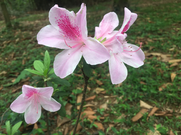 粉红色杜鹃花