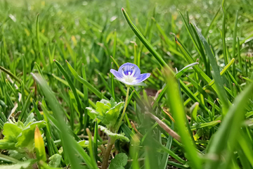 小野花