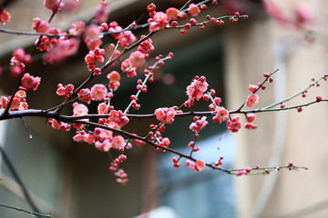 梅苑小区的梅花