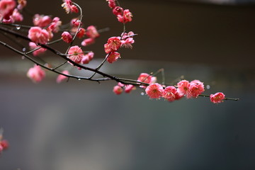 梅苑小区的梅花