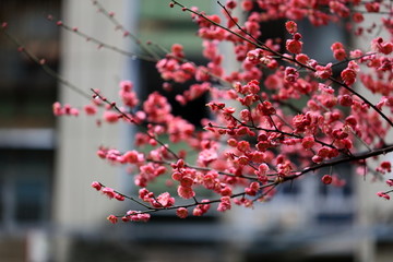 梅苑小区的梅花