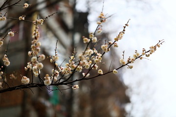 梅苑小区的梅花