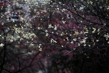 武汉的梅花