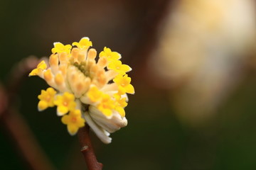 春天的花朵