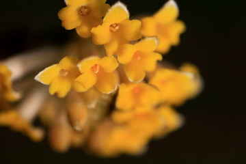 春天的花朵