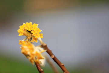 春天的花朵