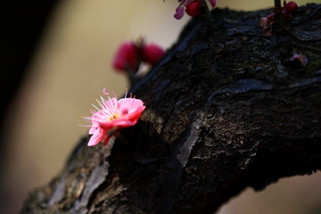 春天的梅花