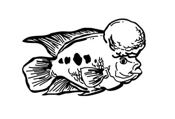 羅漢魚