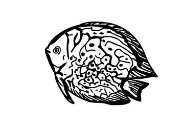觀賞魚