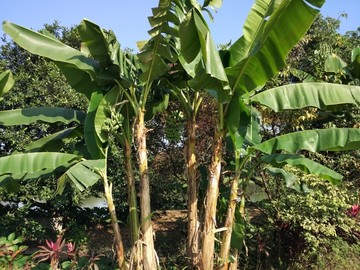 蕉树