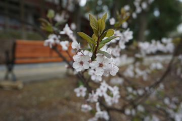 红叶李