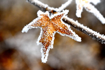 雪中枯叶