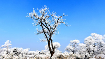 唯美雪景