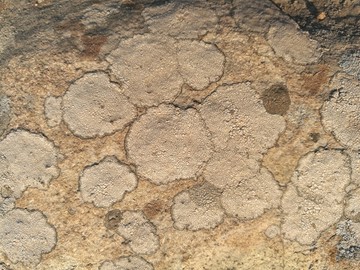石头花纹纹理素材