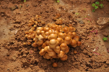 黄色野生蘑菇