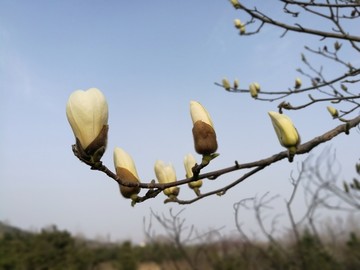 玉兰花春天花卉