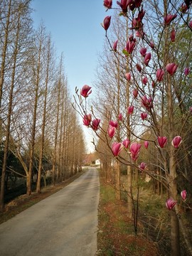 玉兰花春天花卉