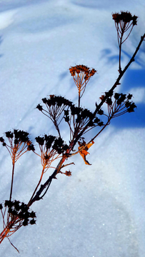 雪地里的野花枝