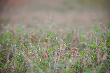 小草春草