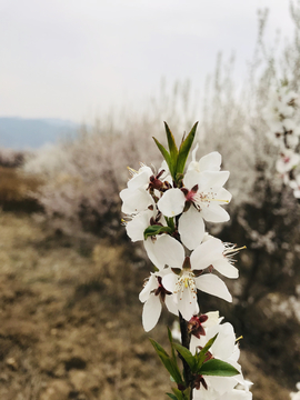 桃花花开特写