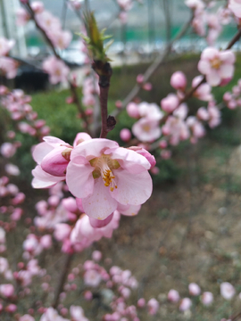 宮粉梅